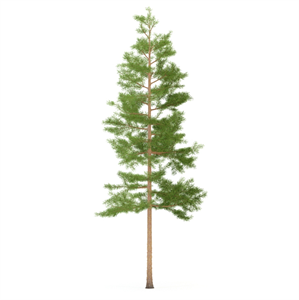 Pine